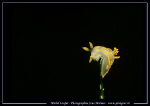 Little yellow Nudi in the Etang de Thau... by Michel Lonfat 